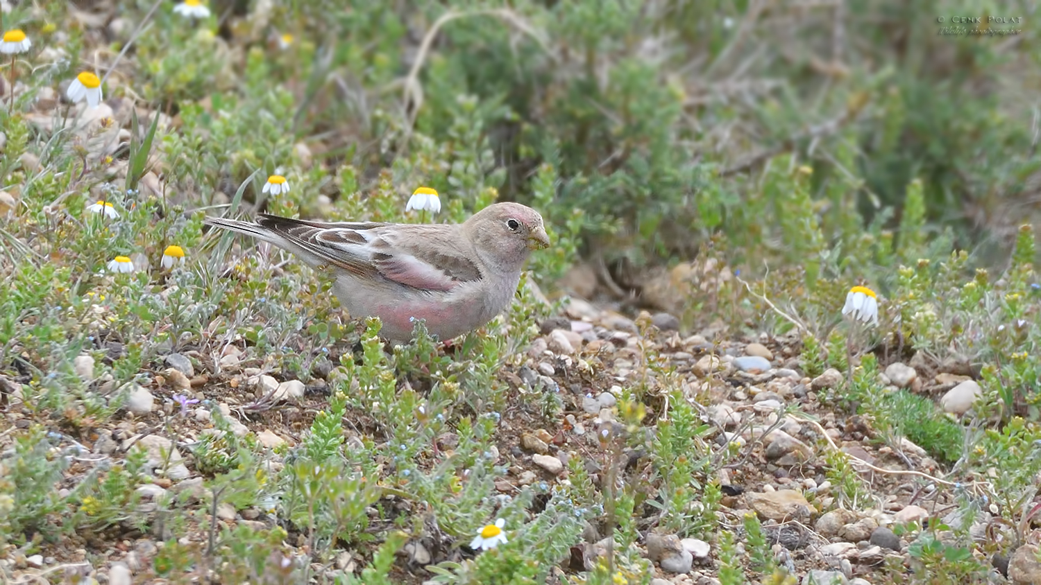 Mongolian Finch